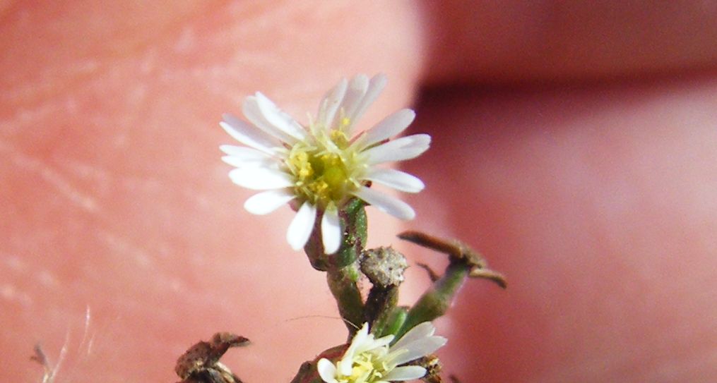 Symphyotrichum squamatum